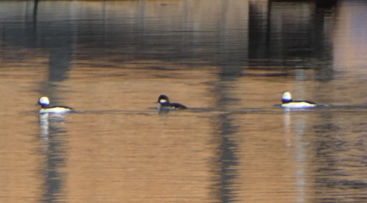 Bufflehead - ML645828181