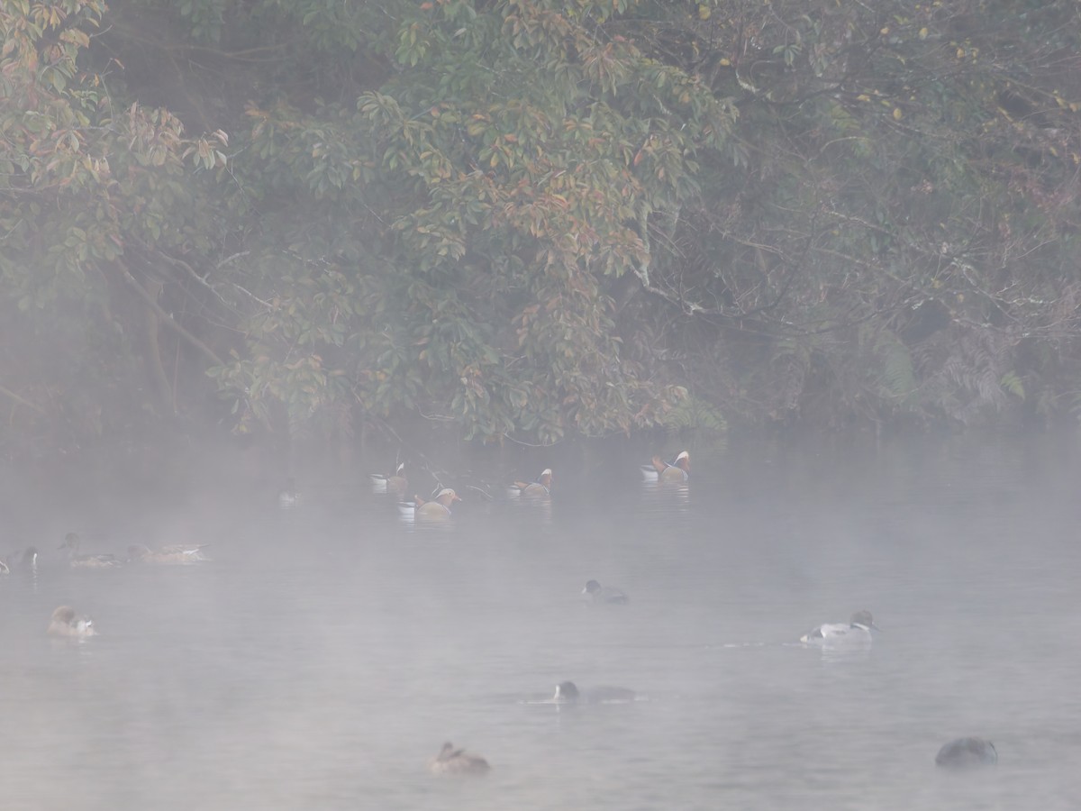 鴛鴦 - ML645828182