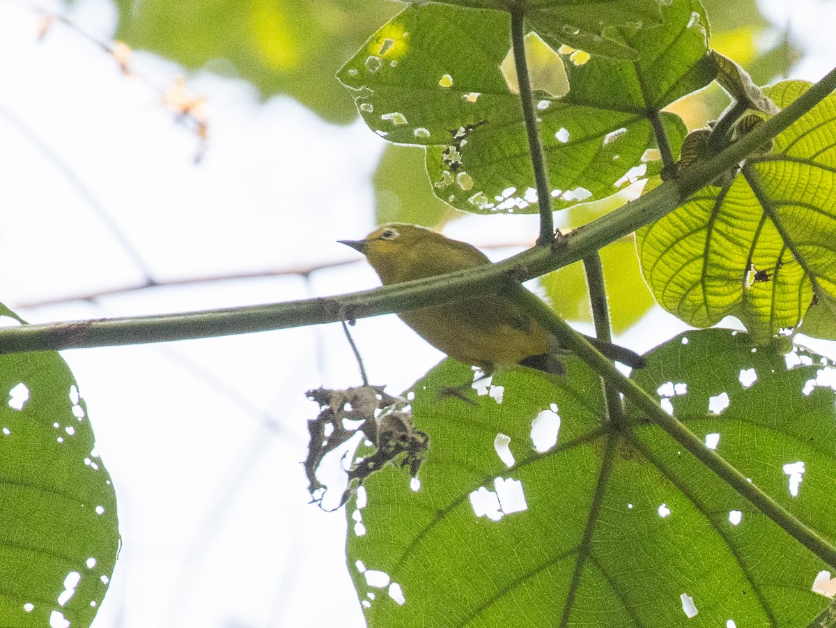 Green White-eye - ML645828183