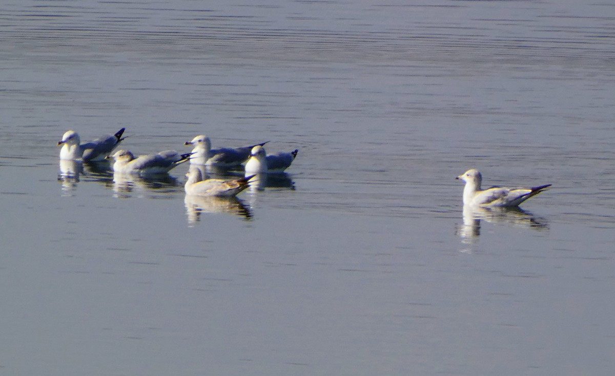 Ring-billed Gull - ML645828190