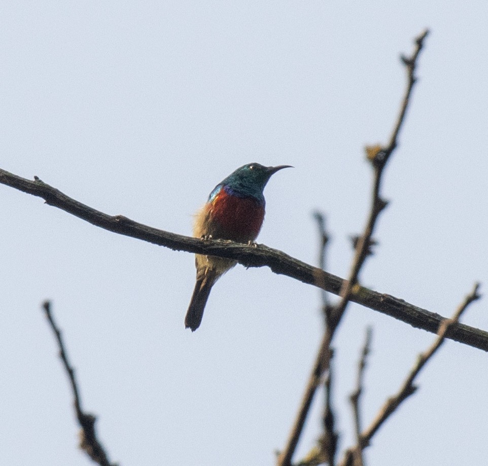 Northern Double-collared Sunbird (Eastern) - ML645828192