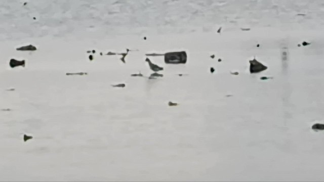 Red-necked Phalarope - ML645828193