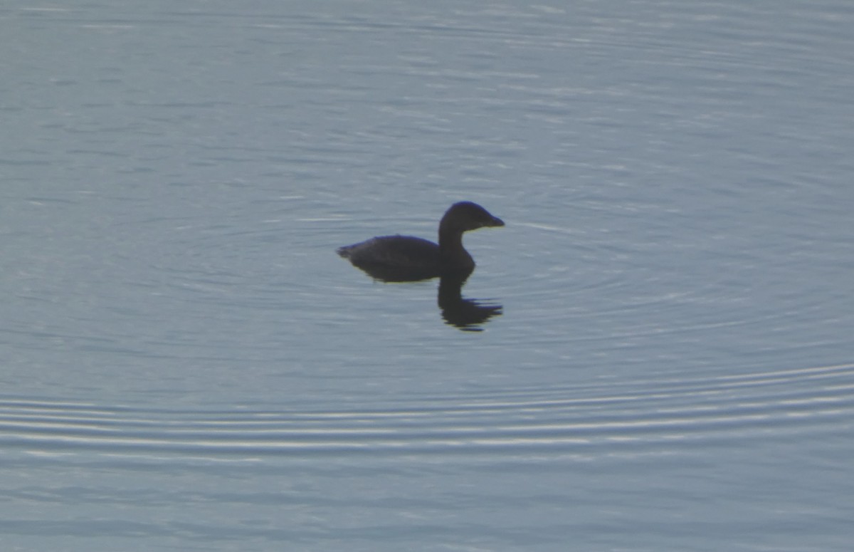 Pied-billed Grebe - ML645828199