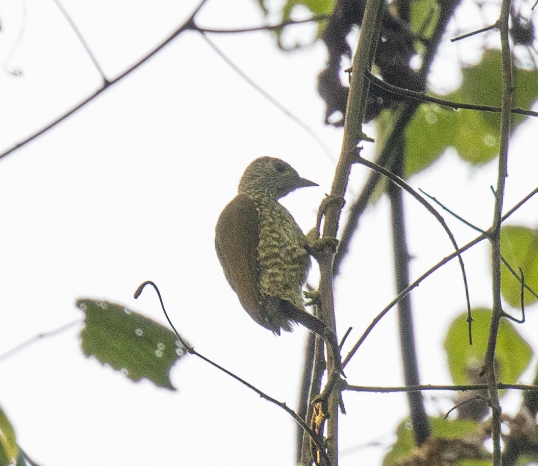 Buff-spotted Woodpecker - ML645828203