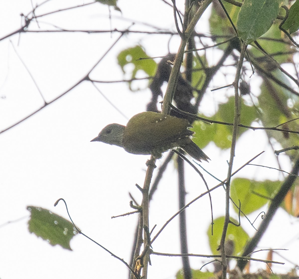 Buff-spotted Woodpecker - ML645828204
