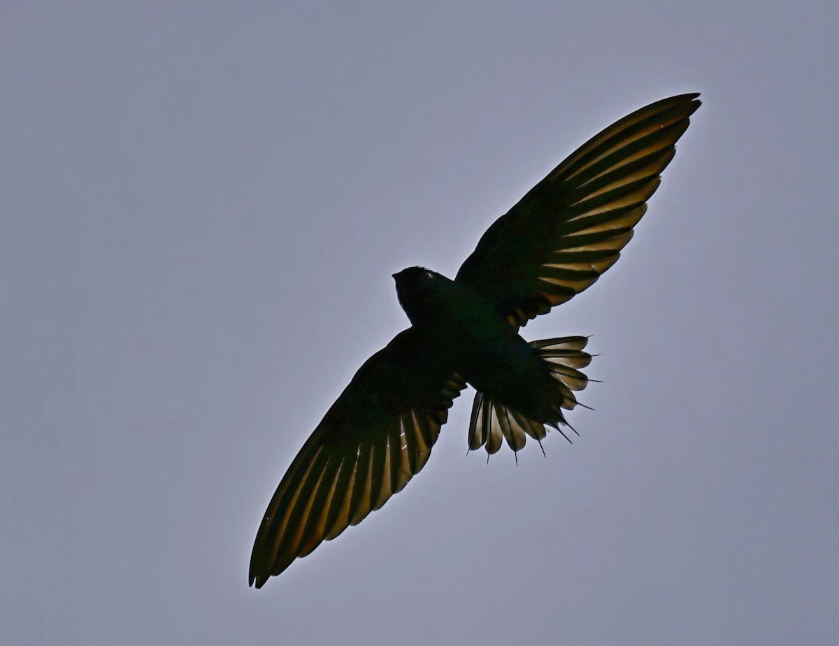 Silver-rumped Spinetail - ML645828206