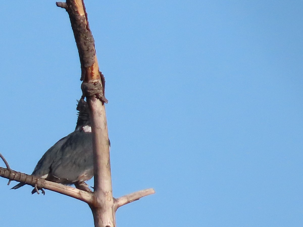 Belted Kingfisher - ML645828207