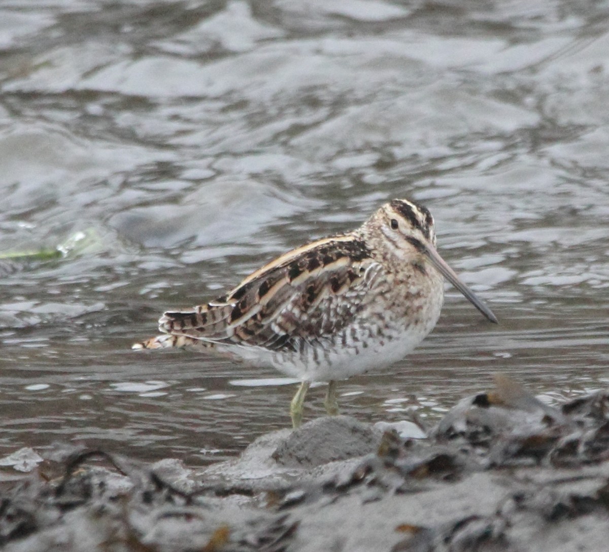 Common Snipe - ML645828212