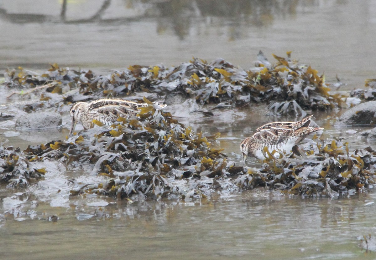 Common Snipe - ML645828213