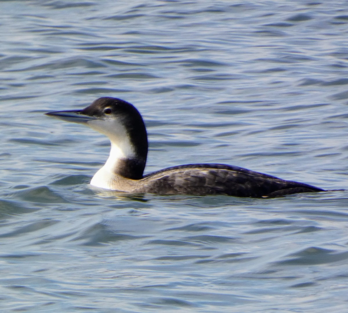 Common Loon - ML645828218