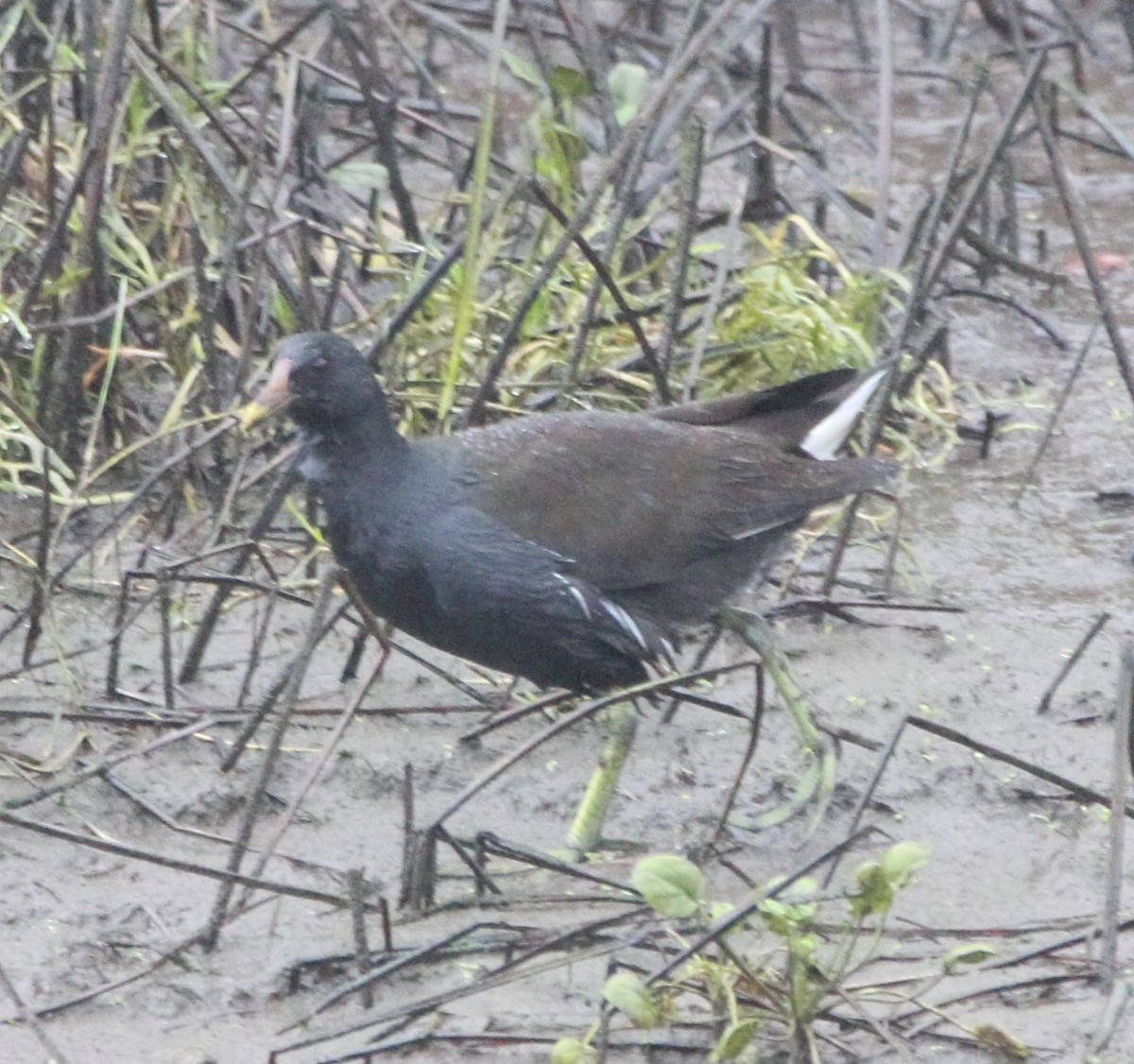 Eurasian Moorhen - ML645828219