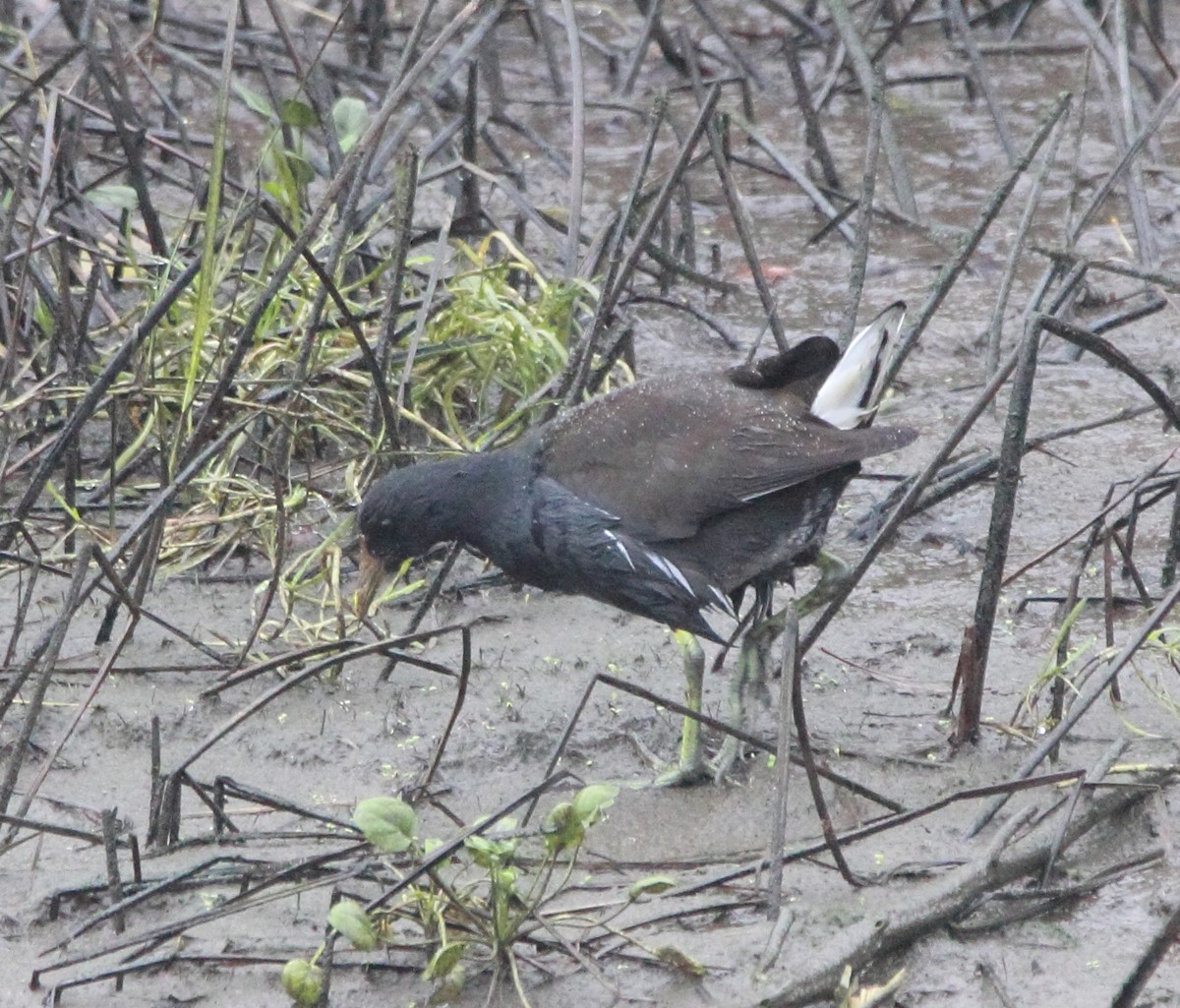 Eurasian Moorhen - ML645828220