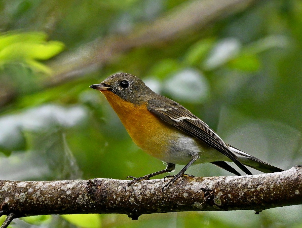 Mugimaki Flycatcher - ML645828221