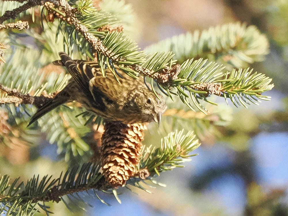 White-winged Crossbill - ML645828222