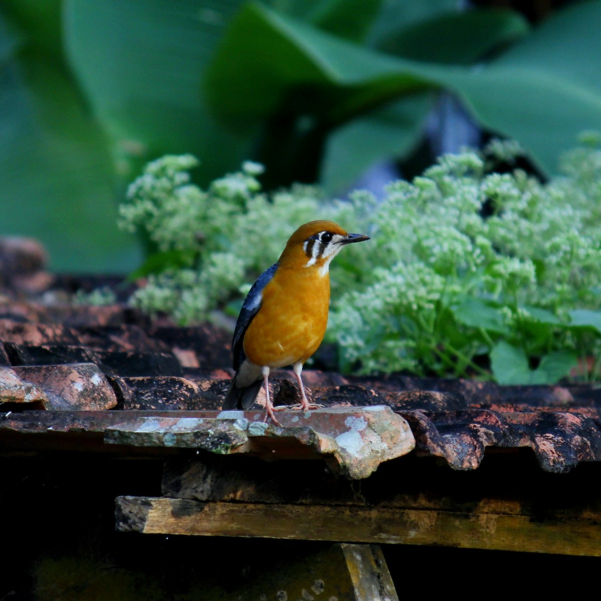 Grive à tête orange - ML645828225