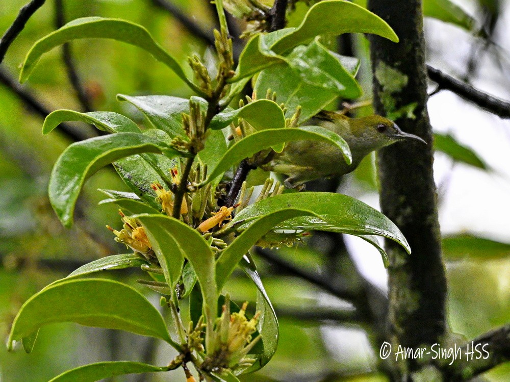 Plain Sunbird - ML645828226