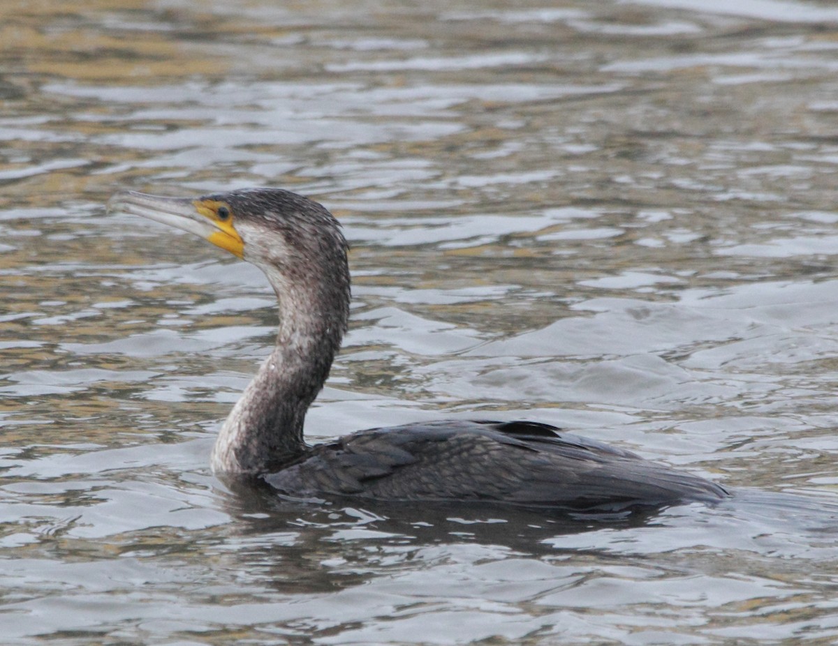 Great Cormorant - ML645828227