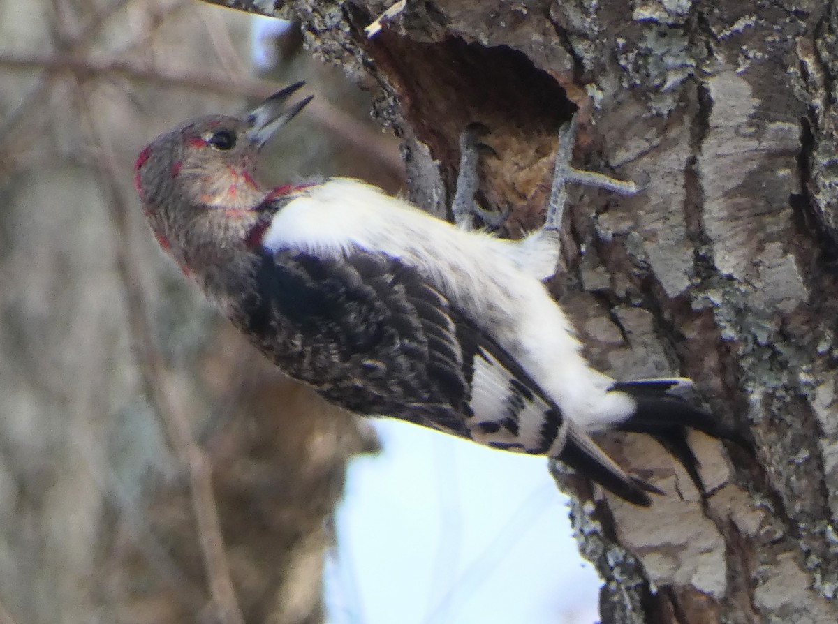 Red-headed Woodpecker - ML645828233