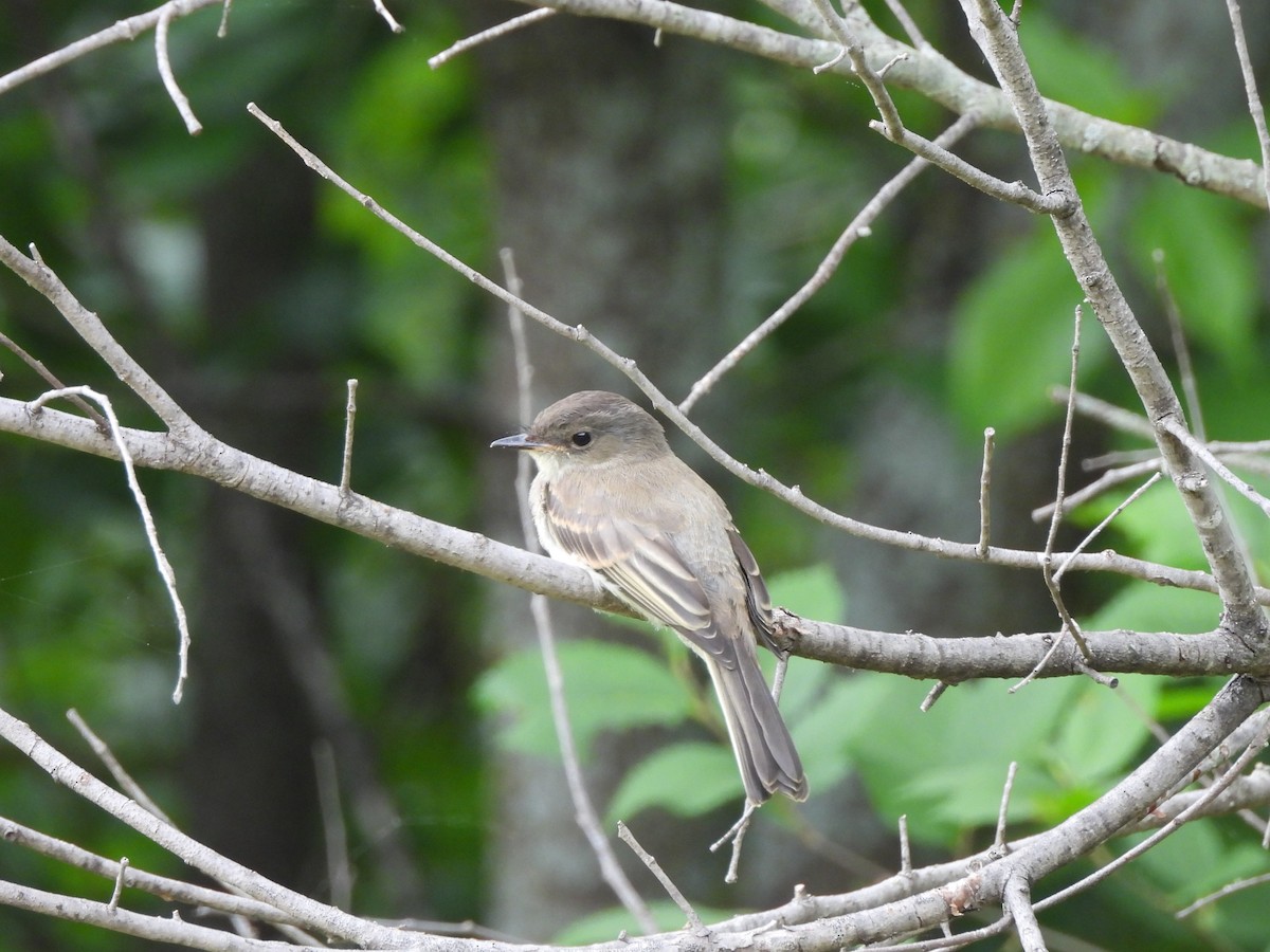 Eastern Phoebe - ML645828240