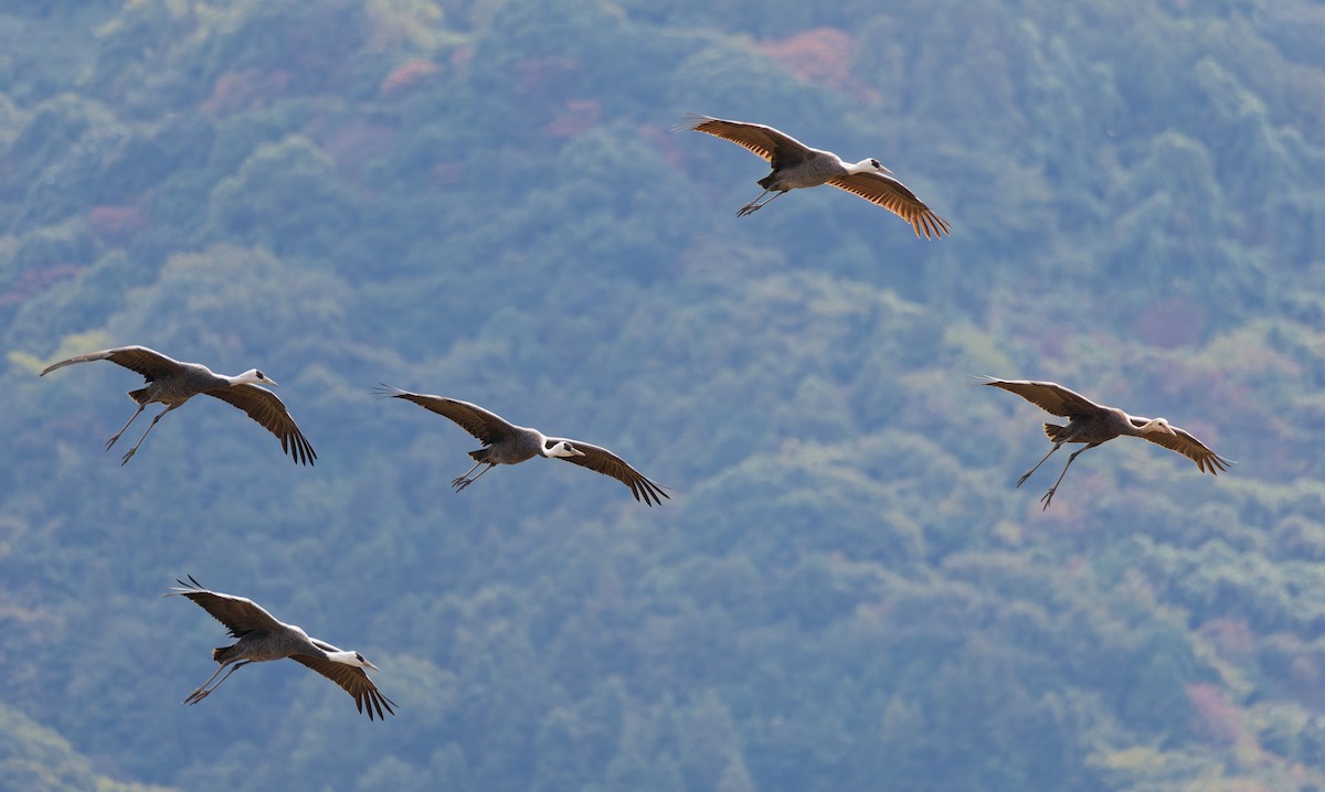 hvithodetrane - ML645828245