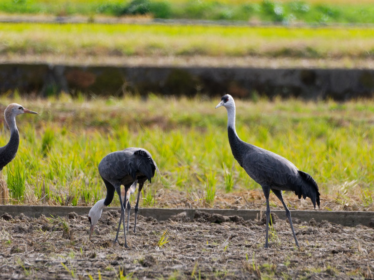 hvithodetrane - ML645828246