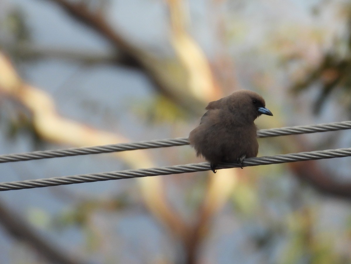 Dusky Woodswallow - ML645828247