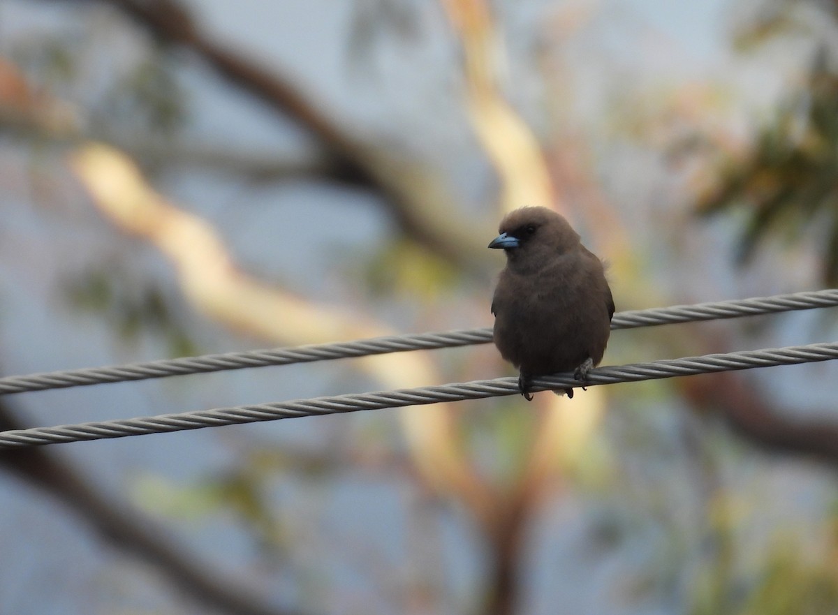 Dusky Woodswallow - ML645828248