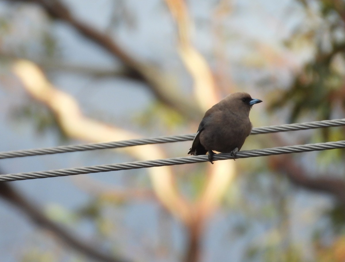 Dusky Woodswallow - ML645828249