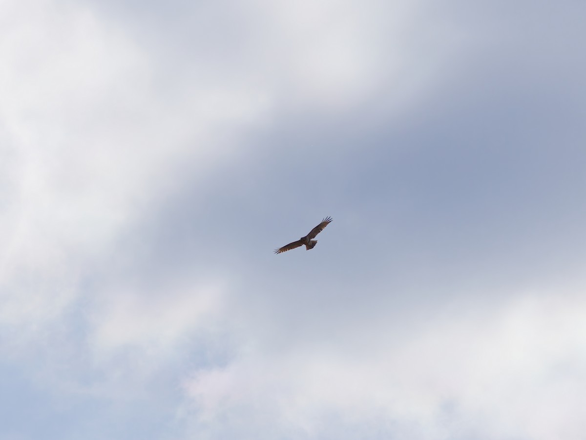 amurvåk - ML645828250