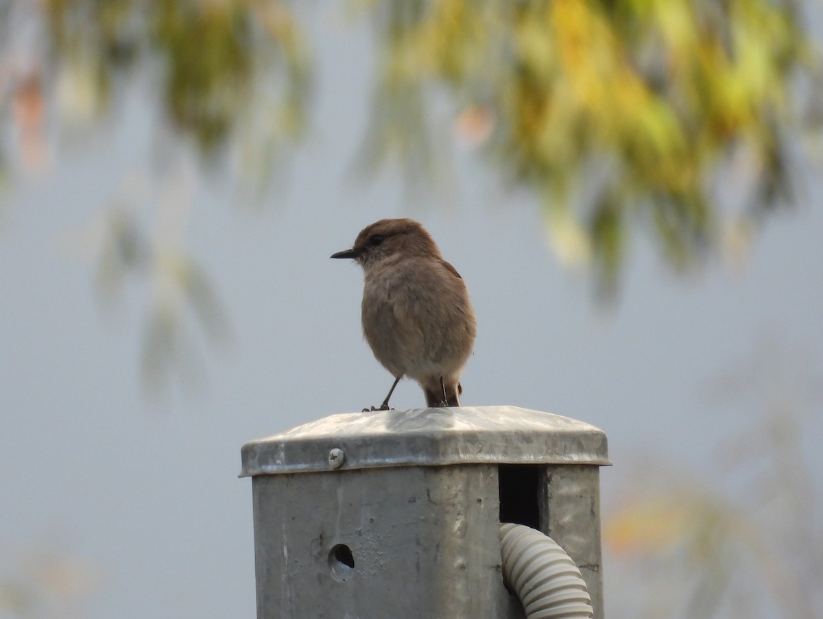 Dusky Robin - ML645828252