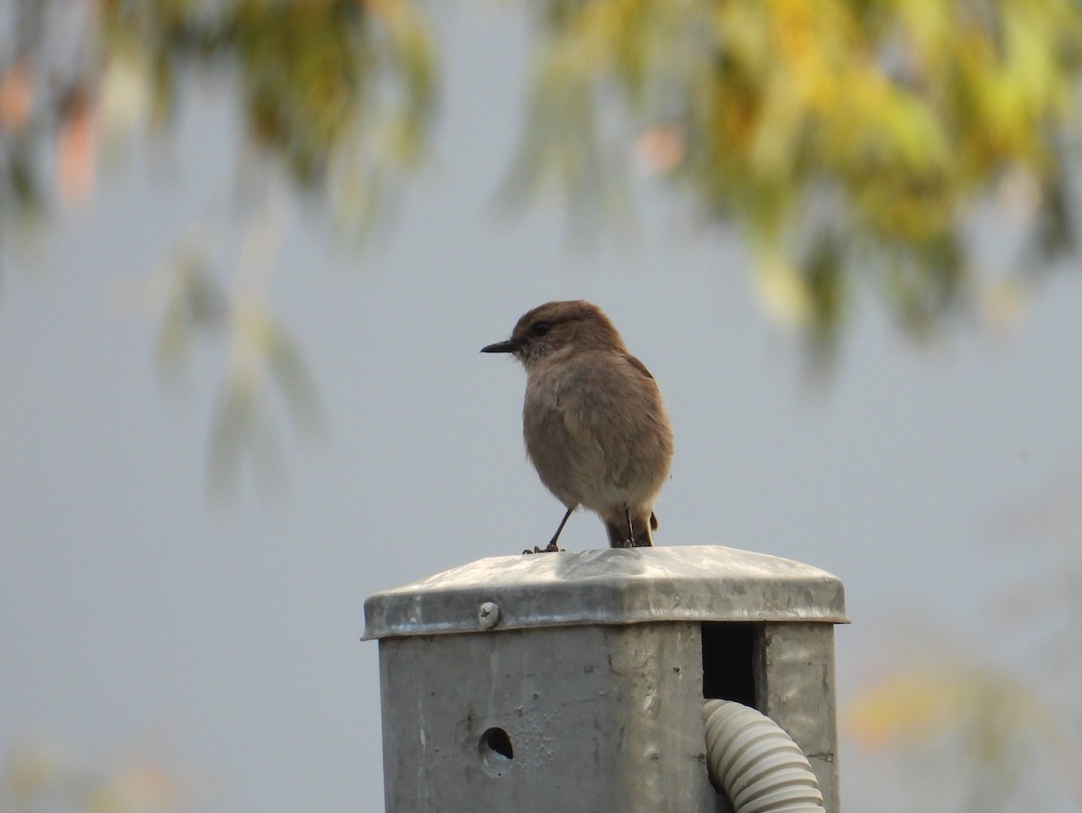Dusky Robin - ML645828253