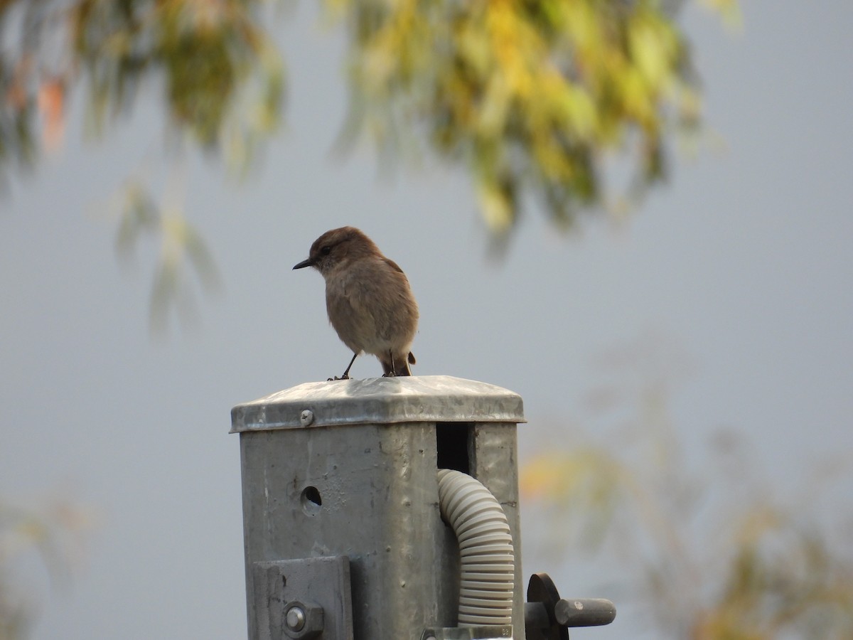 Dusky Robin - ML645828254