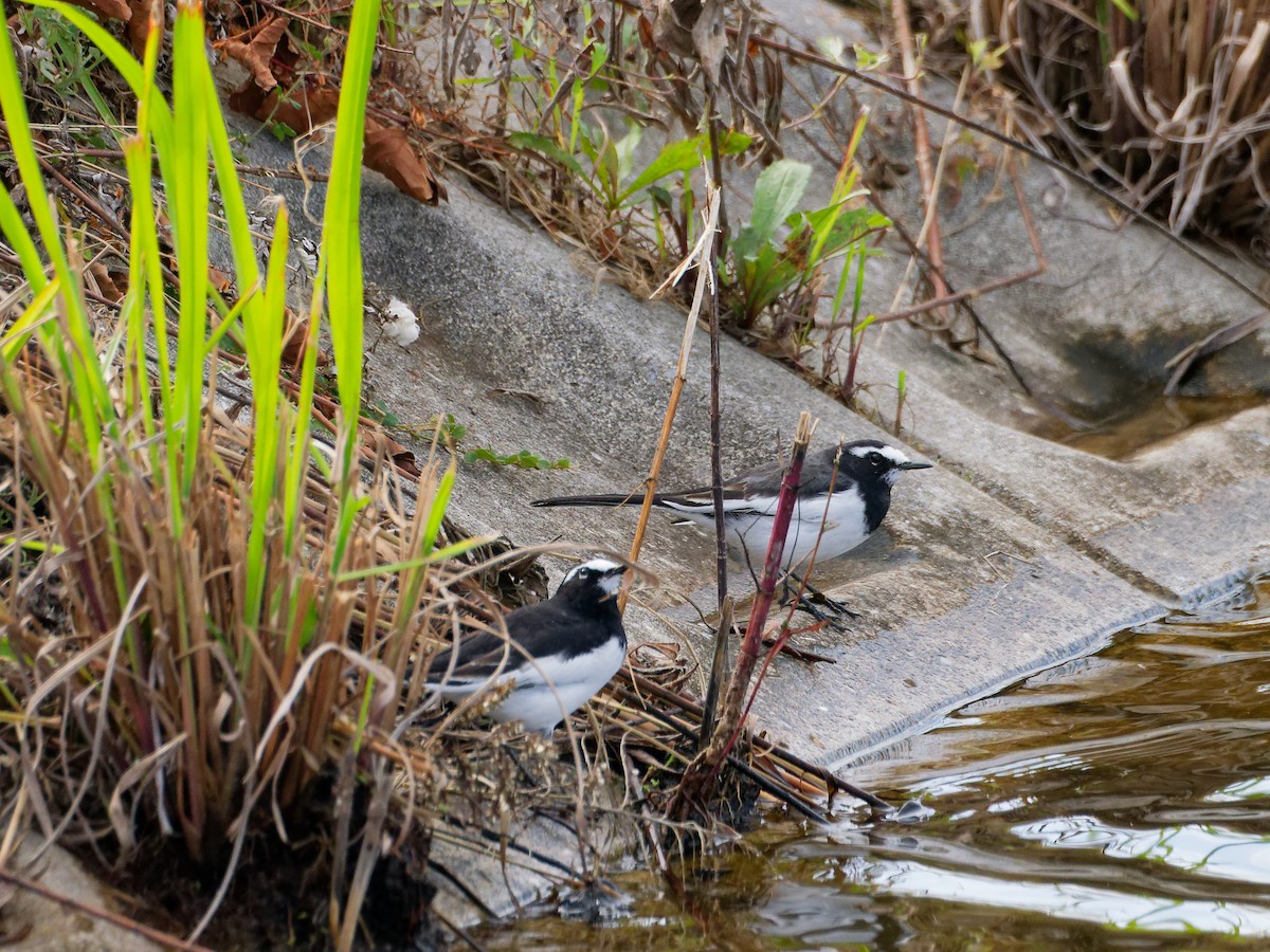 japanerle - ML645828255