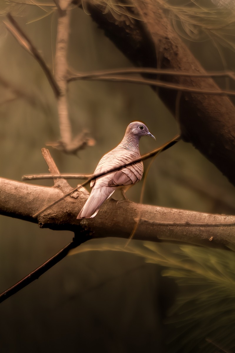 Zebra Dove - ML645828256