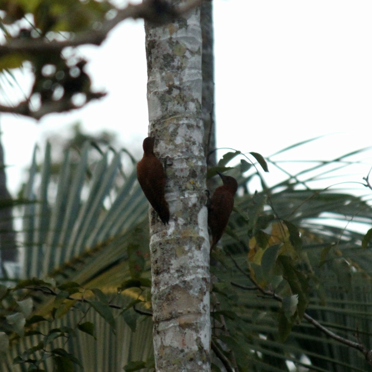 Rufous Woodpecker - ML645828257