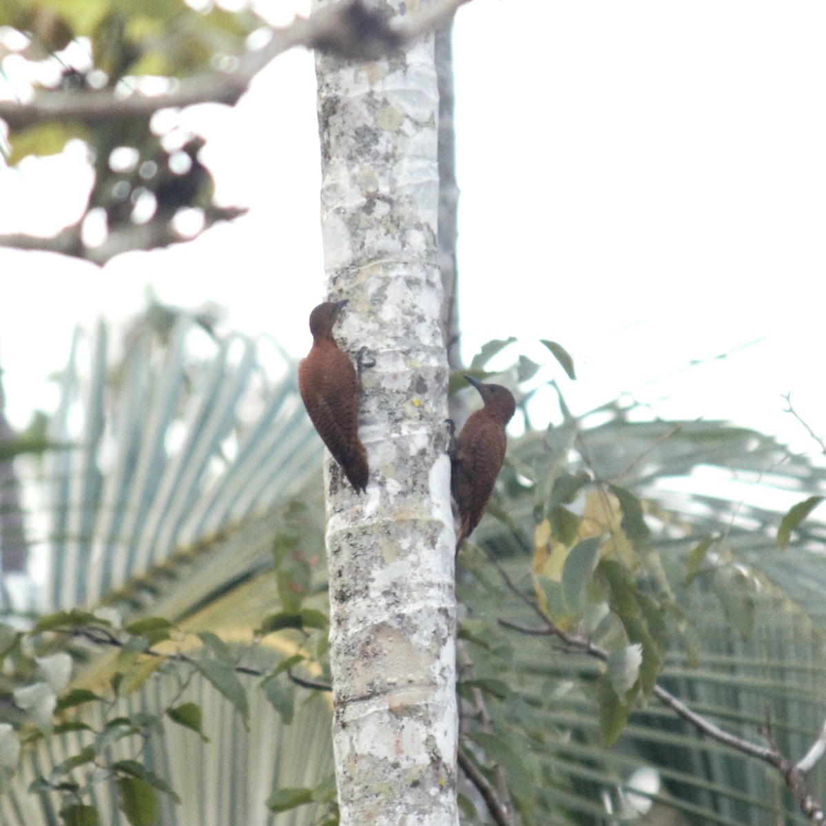 Rufous Woodpecker - ML645828258
