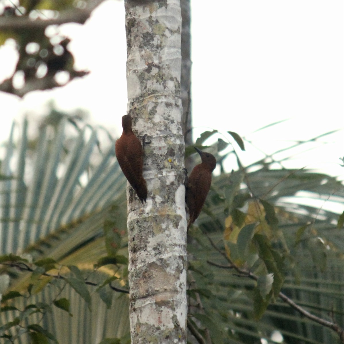 Rufous Woodpecker - ML645828259