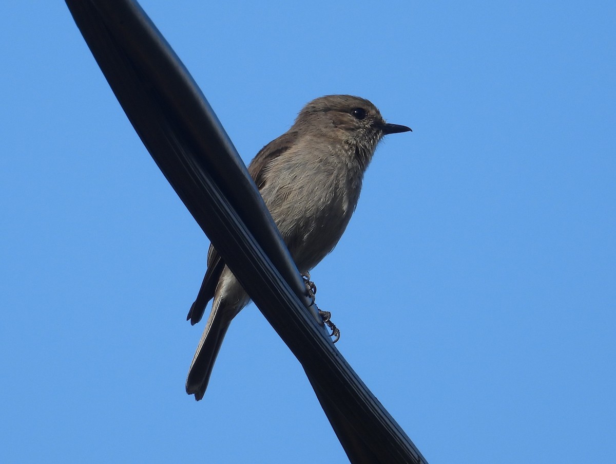 Dusky Robin - ML645828260