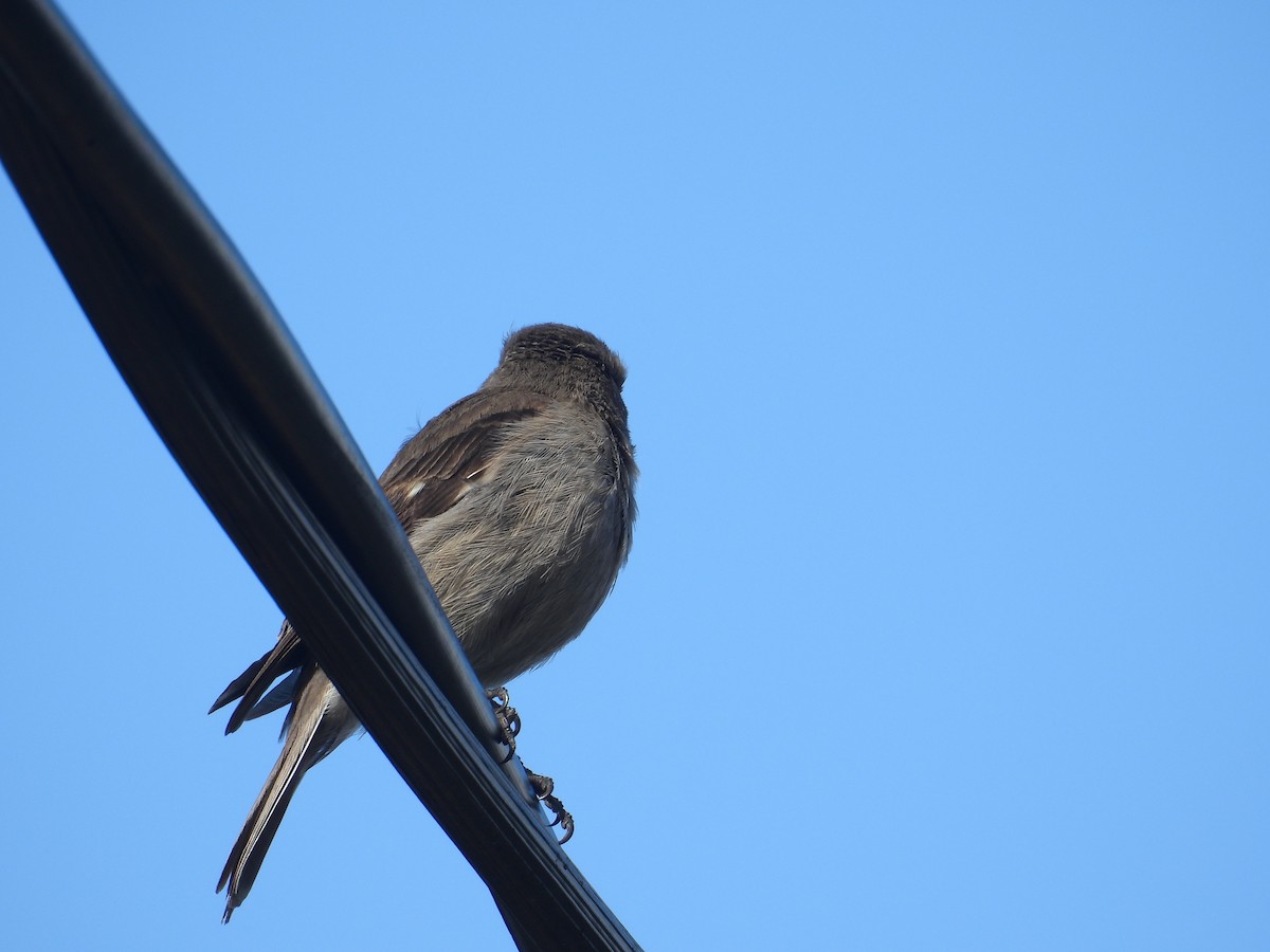 Dusky Robin - ML645828261