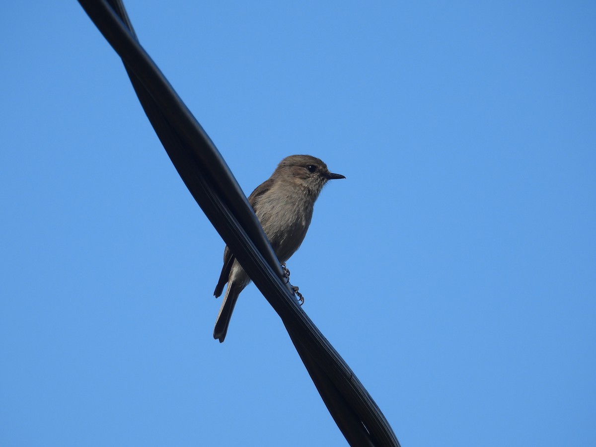 Dusky Robin - ML645828262