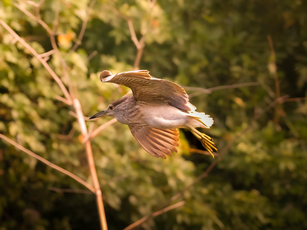 Black-crowned Night Heron - ML645828263
