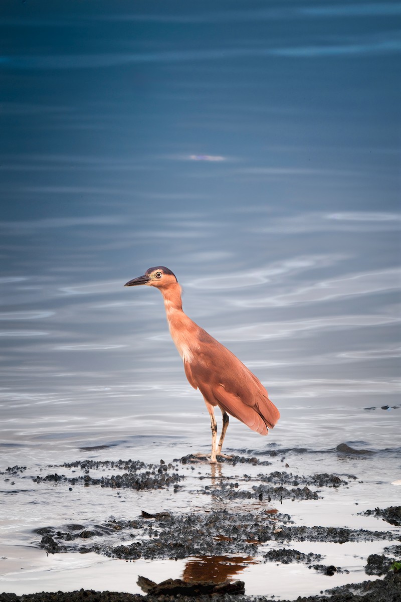 Nankeen Night Heron - ML645828264