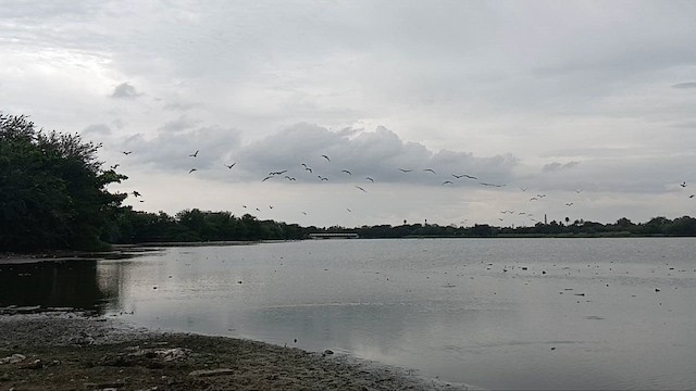 Spot-billed Pelican - ML645828267