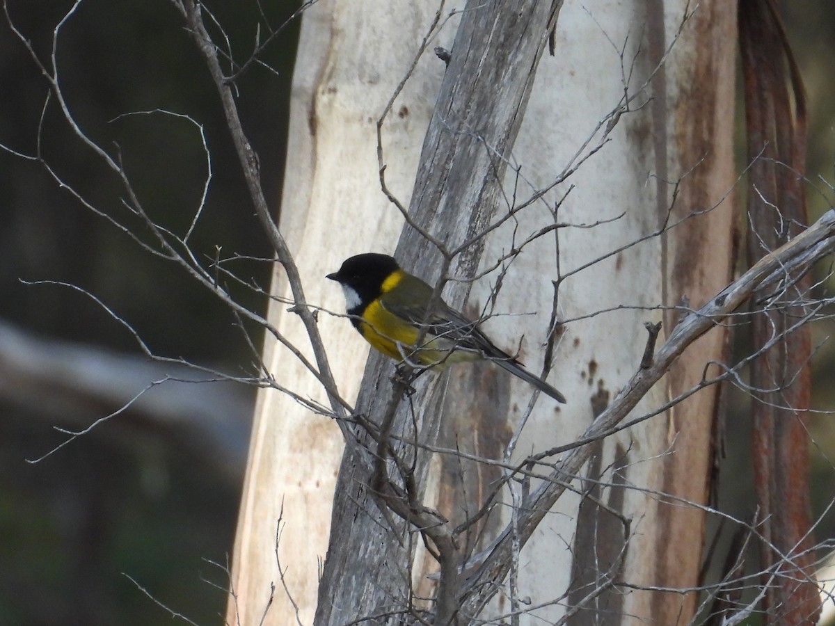 Golden Whistler - ML645828268