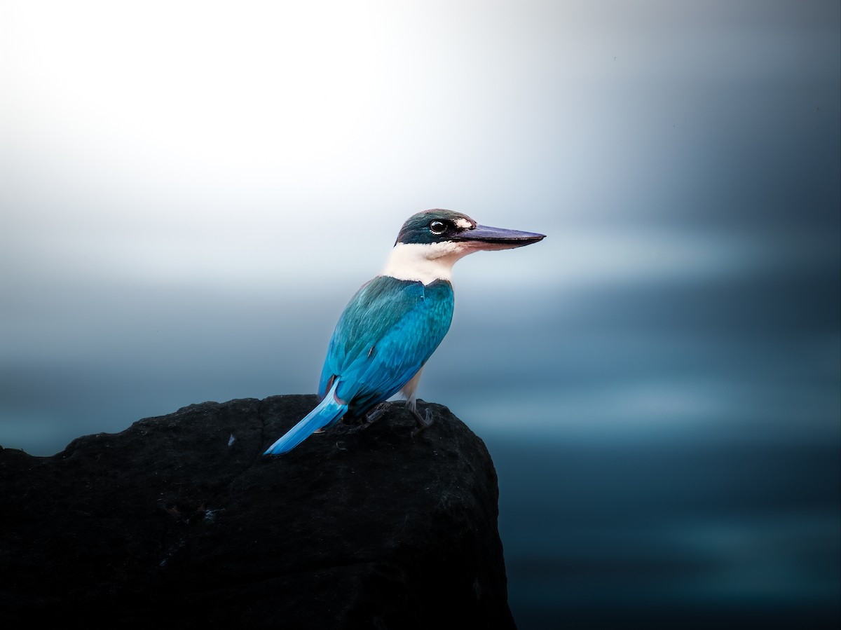 Collared Kingfisher - ML645828269