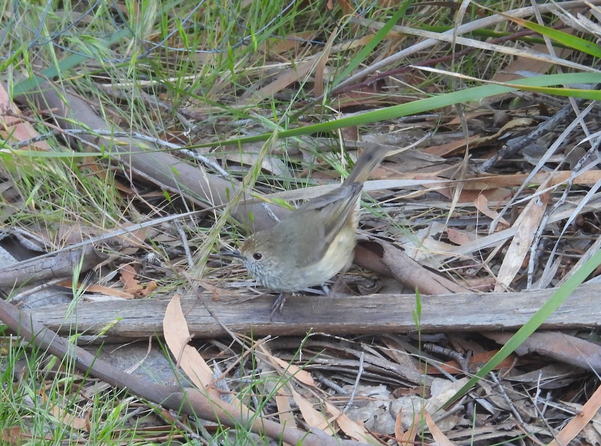 Brown Thornbill - ML645828270