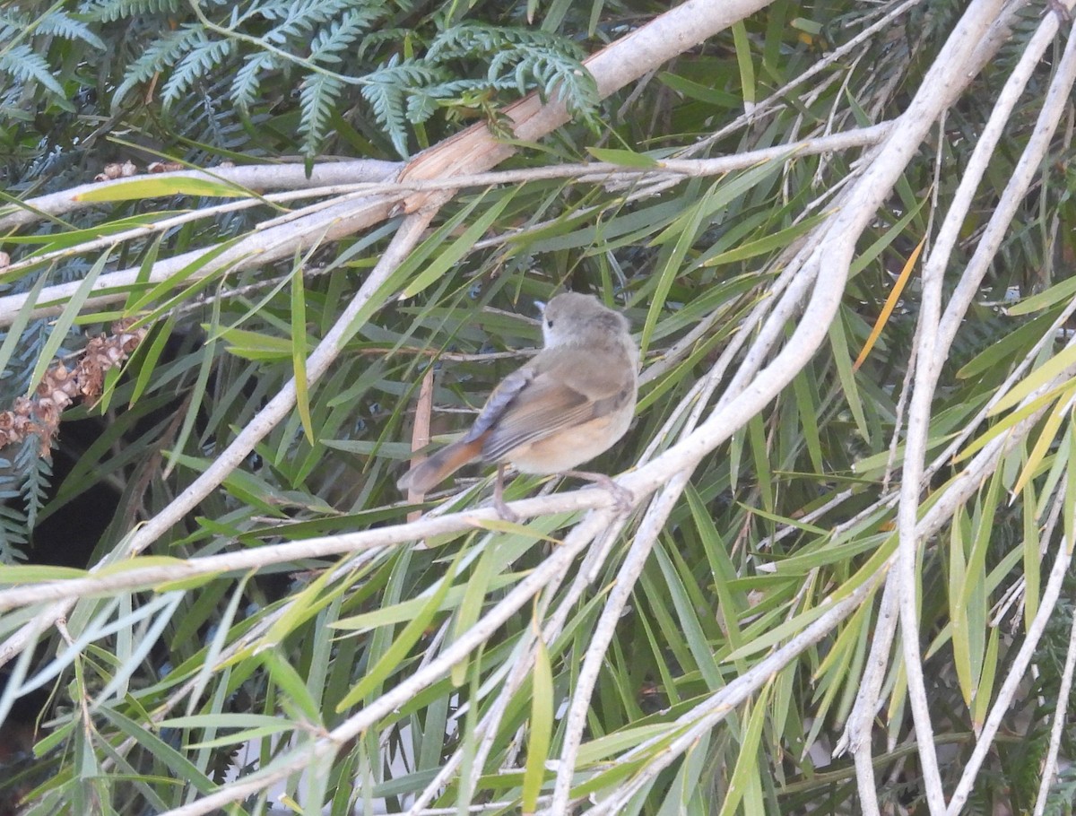 Brown Thornbill - ML645828272