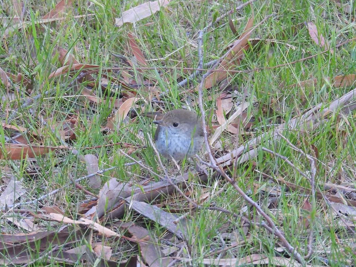 Brown Thornbill - ML645828273