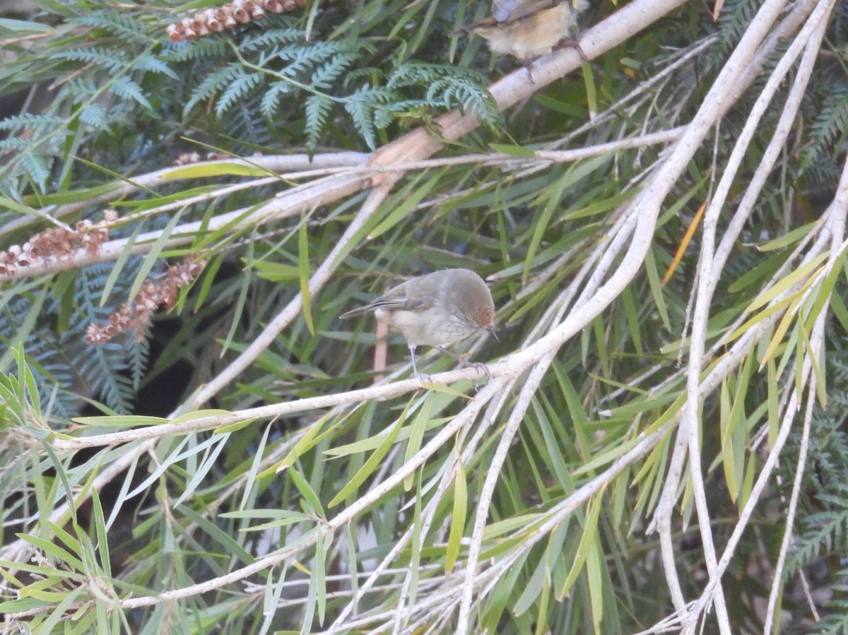 Brown Thornbill - ML645828274
