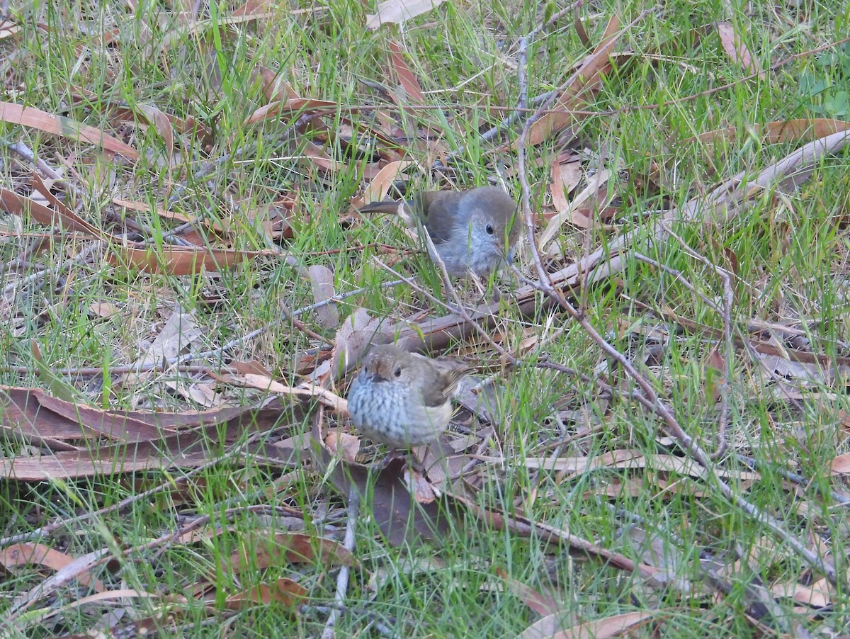 Brown Thornbill - ML645828275